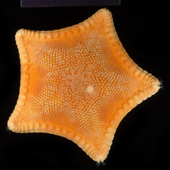 Ceramaster patagonicus