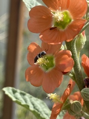 Macroteropsis