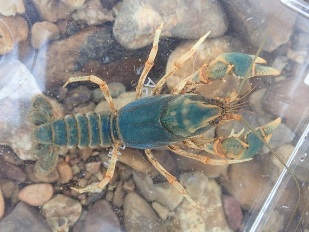 Linear Cobalt Crayfish