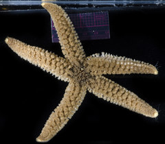 Stylasterias forreri