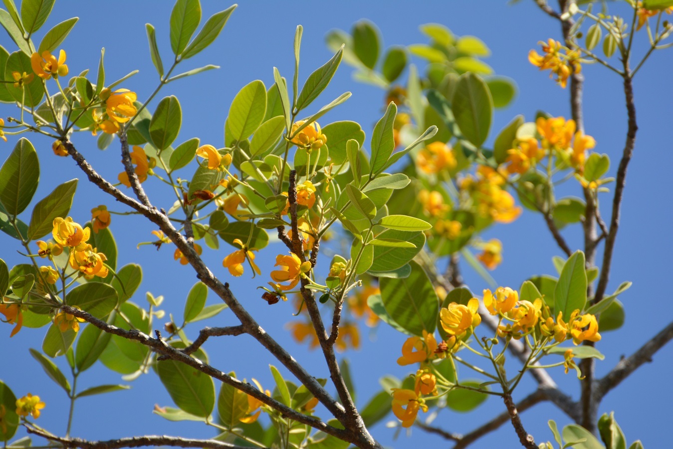 Senna atomaria
