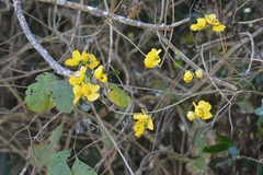 Senna pilifera