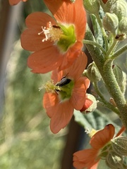 Macroteropsis