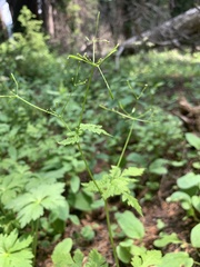 Osmorhiza depauperata