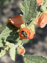 Macroteropsis