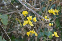 Senna pilifera