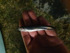 Osmerus eperlanus