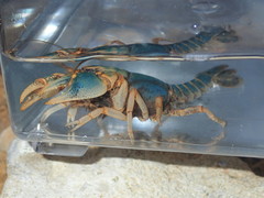 Cambarus gentryi
