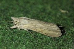 Cucullia umbratica