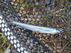 Osmerus eperlanus