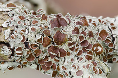 Bulbothrix confoederata