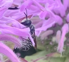 Megachile campanulae