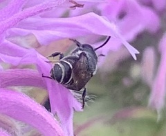 Megachile campanulae