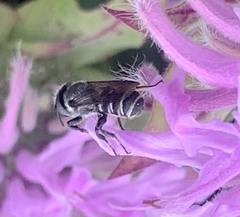 Megachile campanulae
