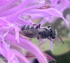 Megachile campanulae