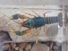 Cambarus gentryi