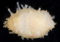 Cucumaria miniata