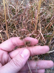 Juncus scirpoides