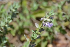 Hyptis tomentosa