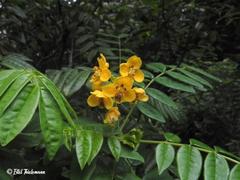 Senna stipulacea