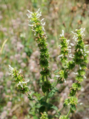 Stachys germanica