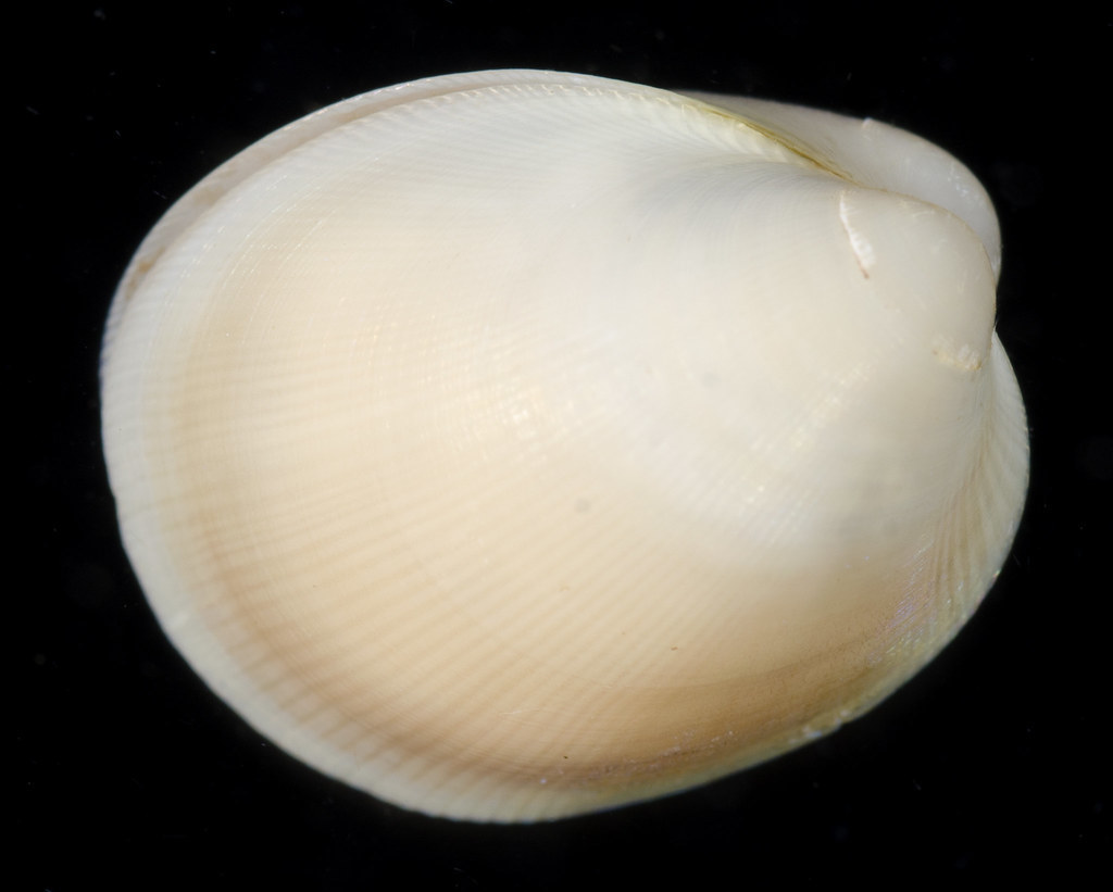 Vilasina
