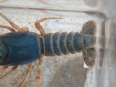 Cambarus gentryi