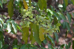Psychopterys multiflora