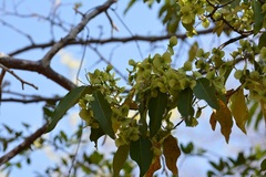 Psychopterys multiflora