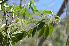 Psychopterys multiflora