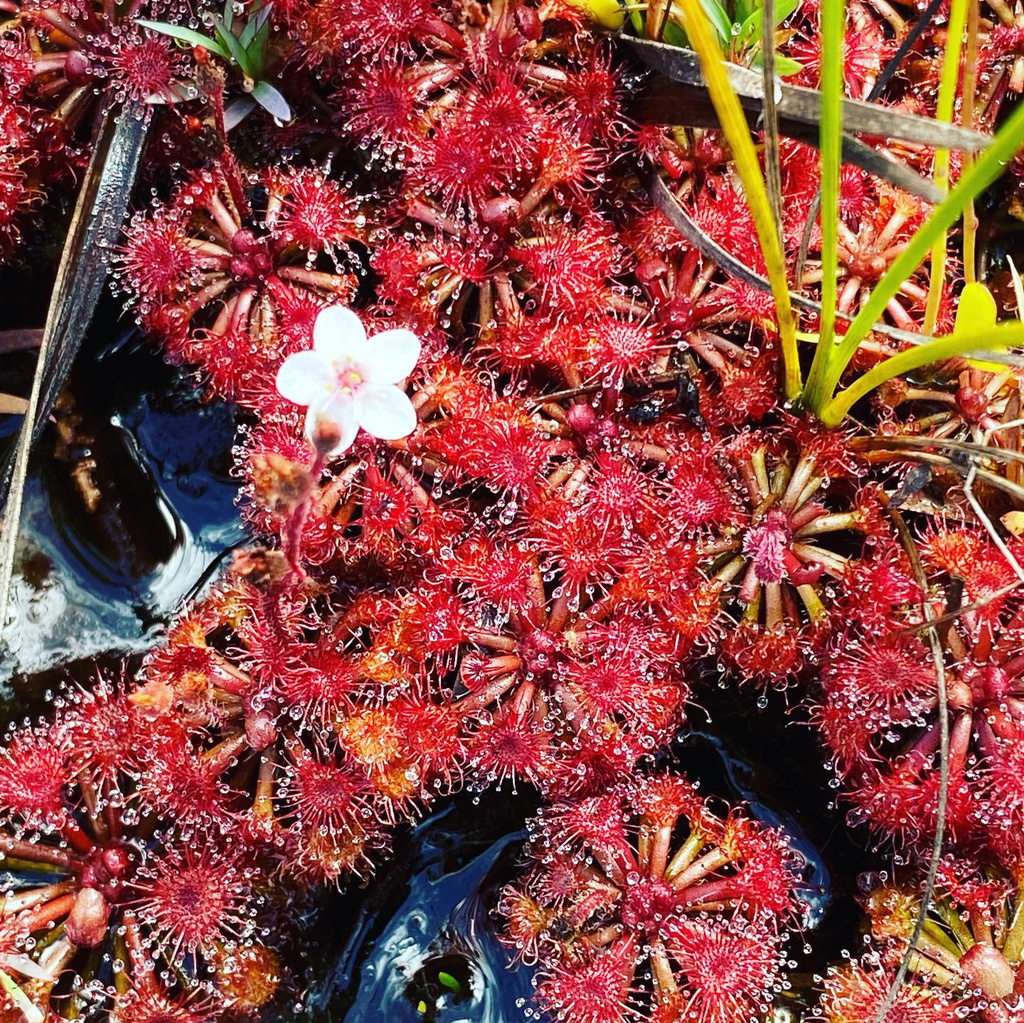 Drosera kaieteurensis, Potaro-Siparuni, GY