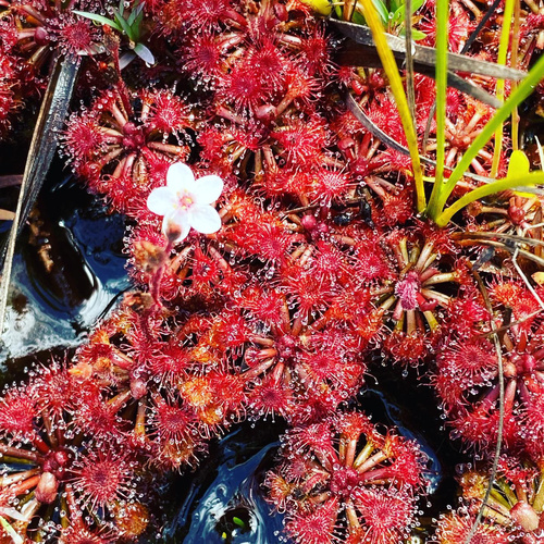 Drosera kaieteurensis