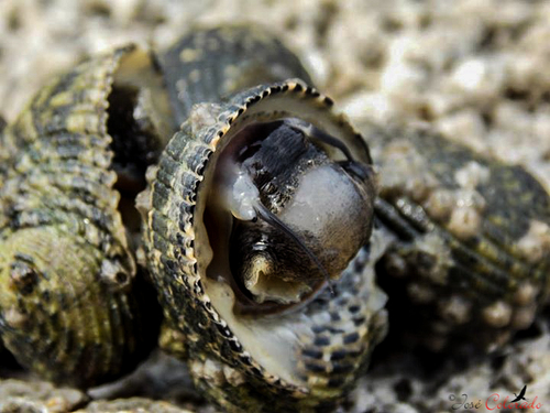 Lightning Nerite