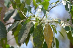 Psychopterys multiflora