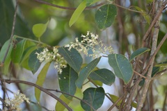 Psychopterys multiflora
