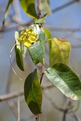 Stigmaphyllon ellipticum