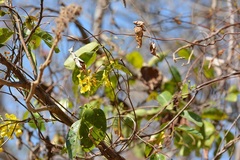 Stigmaphyllon ellipticum