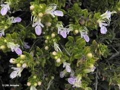 Teucrium bicolor