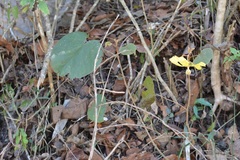 Bakeridesia gloriosa