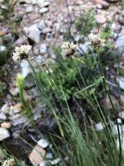 Calliscirpus criniger