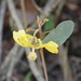 Bakeridesia gloriosa - Photo (c) Neptalí Ramírez Marcial, algunos derechos reservados (CC BY), subido por Neptalí Ramírez Marcial