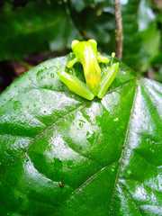 Espadarana durrellorum