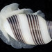 Striped Barrel Snail - Photo (c) Hakai Institute, some rights reserved (CC BY-NC-SA), uploaded by Hakai Institute