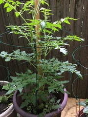 Solanum lycopersicum lycopersicum