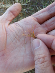 Eleocharis parvula