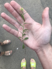 Erysimum cheiranthoides