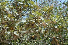 Bocconia arborea