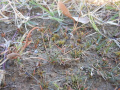 Eleocharis parvula