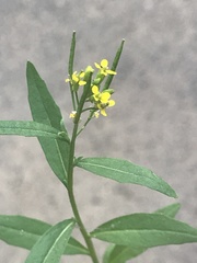 Erysimum cheiranthoides