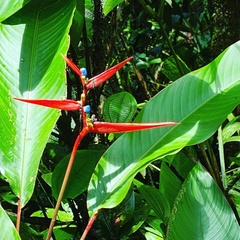 Heliconia acuminata